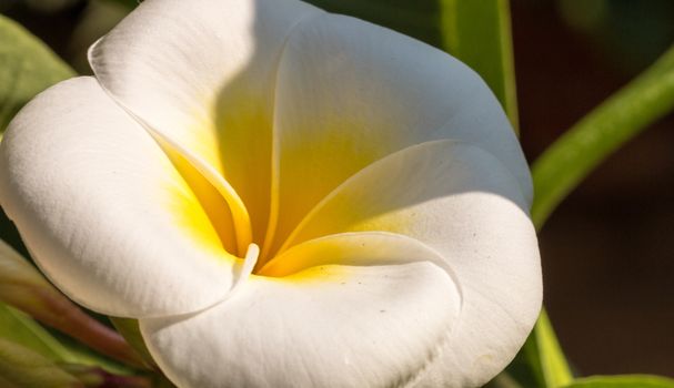 Very beautiful plant of Plumeria with green