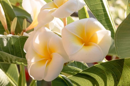 Very beautiful plant of Plumeria with green