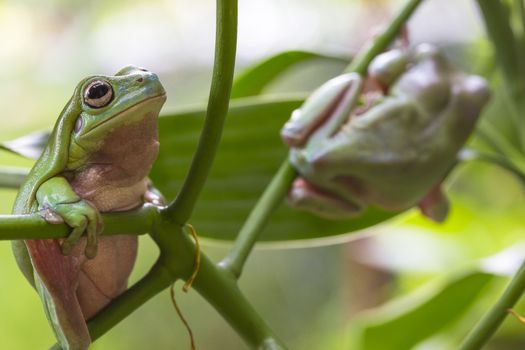 Two Australian Green Tree Frogs on a leaf.