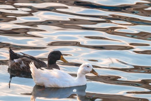 Ducks on the sea in late afternoon