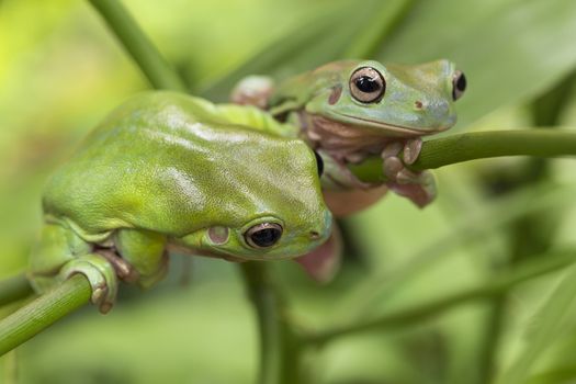 Two Australian Green Tree Frogs on a leaf.