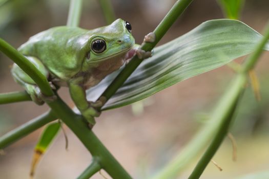 Australian Green Tree Frog on a leaf.