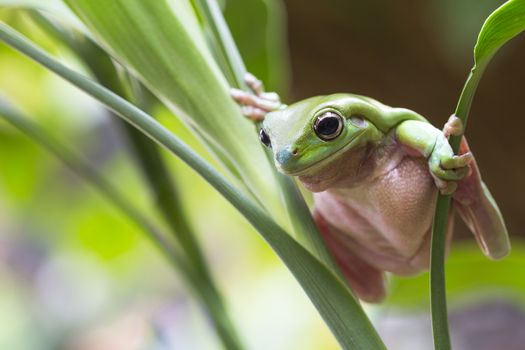 Australian Green Tree Frog on a leaf.
