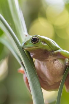 Australian Green Tree Frog on a leaf.