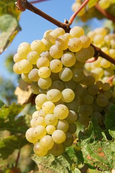 Bunch of grapes in the autumn, Moselle