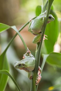 Two Australian Green Tree Frogs on a leaf.