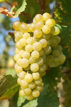 Bunch of grapes in the autumn, Moselle