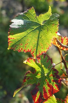 Colourful leafs in the automn 