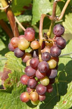 Bunch of grapes in the autumn, Moselle