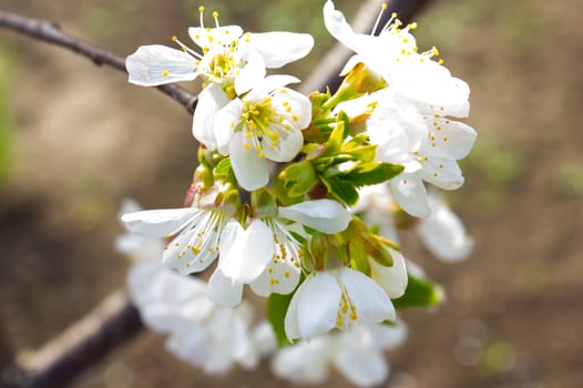 flower of cherrytree