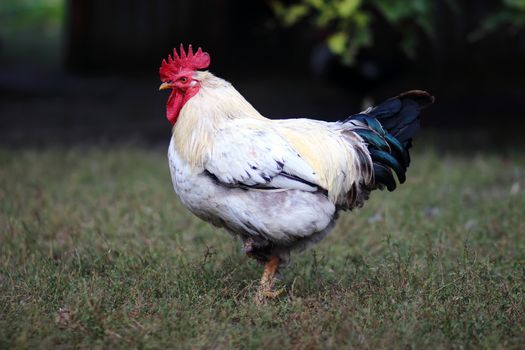 photo of a striped white and black feather rooster standing on one leg, stylized and filtered to look like an oil painting