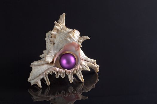 seashell with violet christmas  bubble on black background