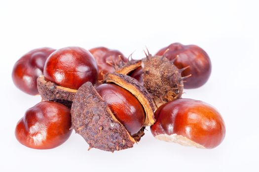 fruits of chestnuts in dry shell isolated on white background