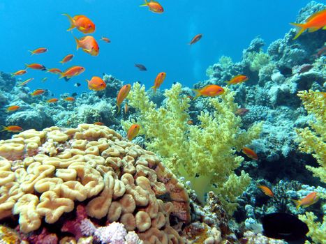 coral reef with brain and soft corals onat he bottom of tropical sea on blue water background