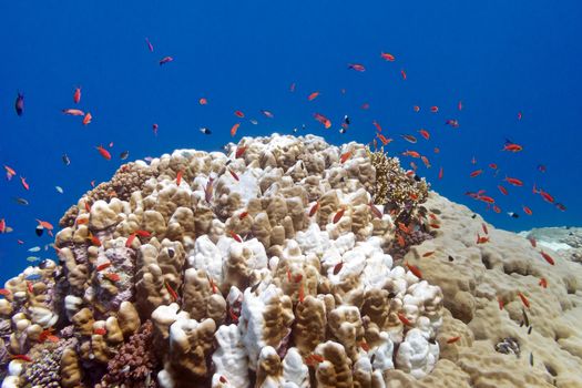 coral reef with exotic fishes anthias and porites coral at the bottom of tropical sea on blue water background