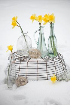 Daffodils (Narcissus) blooming through the snow