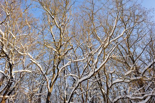 Trees covered with snow in frozen winter forest