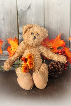 Rugged brown teddy bear with orange Fall flowers and leaves with pinecone on wooden background