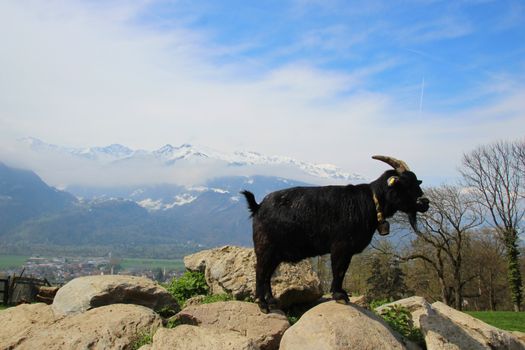 Mountain goat climbing on rocks with Swiss mountain background