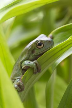 Australian Green Tree Frog on a leaf.
