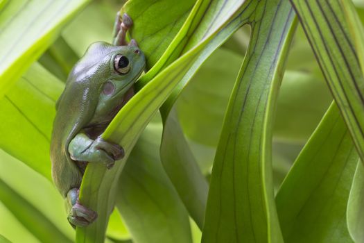 Australian Green Tree Frog on a leaf.