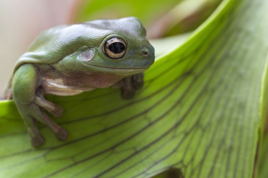 Australian Green Tree Frog on a leaf.