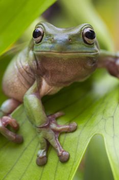 Australian Green Tree Frog on a leaf.