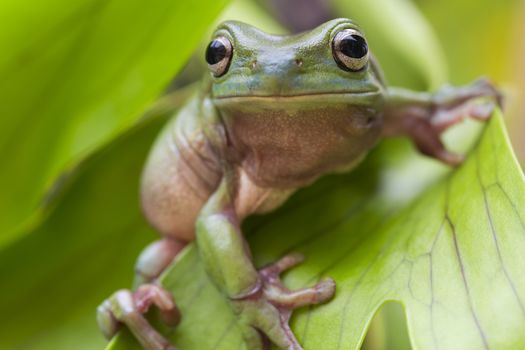 Australian Green Tree Frog on a leaf.