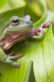 Australian Green Tree Frog on a leaf.
