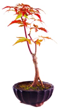 Bonsai Acer Palmatum isolated over white background