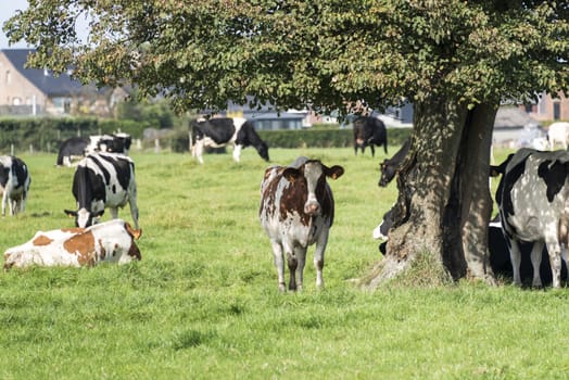 brow and black and white cows looking for shadow unther trees on a farm in belgium