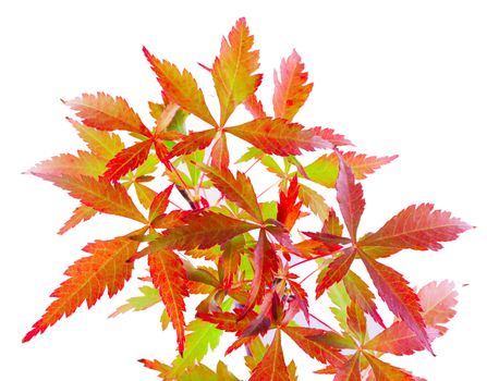 Leaves of Acer Palmatum over white background