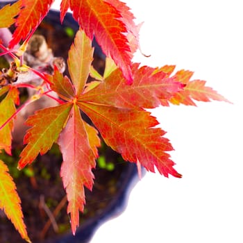 Leaves of Acer Palmatum over white background