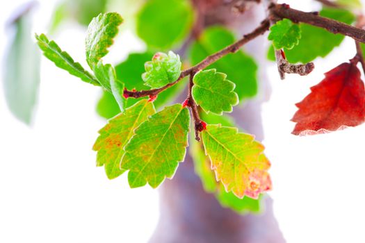 Green leaves in close up over white background