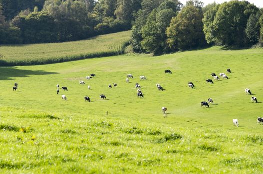 cows grazing on the green grass in the belgium hills