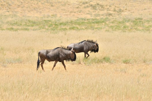 Two blue Wildebeest walking in a grass field in the Kgalagadi Transfrontier Park
