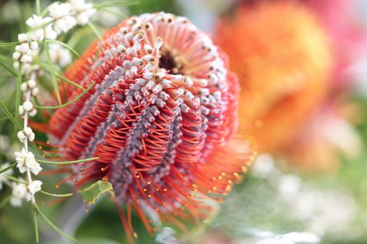 Flowering leucospermum protea flower.  Plant belonging to Proteaceae family with stunning inflorescences, prominent styles and grey green leathery leaves.  This one is red with yellow tips