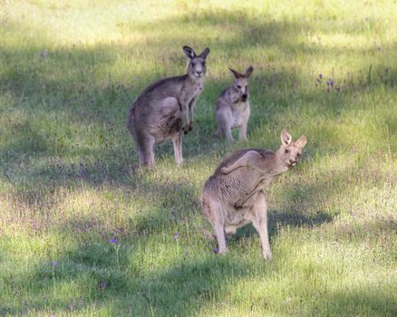 Yo bro wassup, just chillin with  me mates in the outback.  Kangaroo busts some moves in the late afternoon sunshine.  Focus to foreground kangaroo only.
