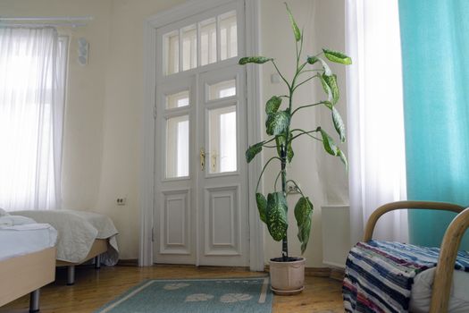 classic interior with big green plant in floor pot
