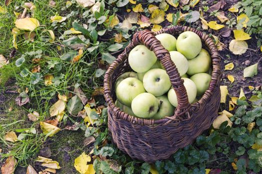 nice green apples inside vintage wooden basket with autumn leaves around