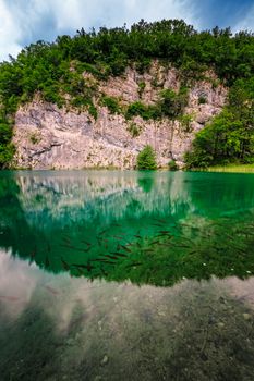 Fish in Turquoise Transparent Water of Plitvice Lakes, National Park, Croatia