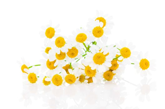 flower camomile isolated on white background