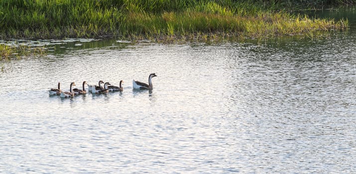 Gray goose with goslings swimming on lake