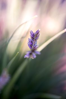 Wild flowers close up