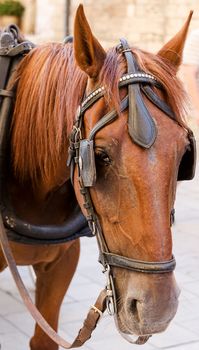 Portrait of brown horse