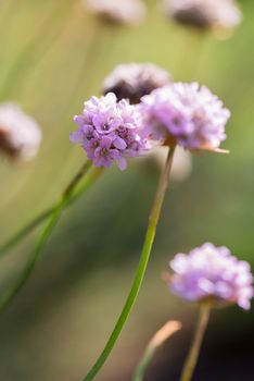 Wild flowers close up