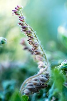 Wild flowers close up