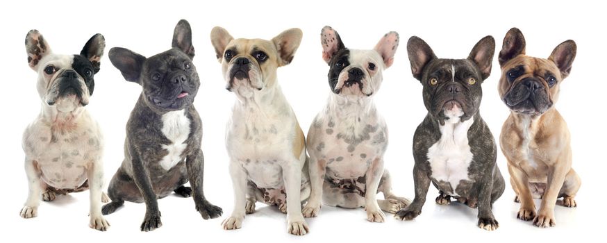 french bulldogs in front of white background