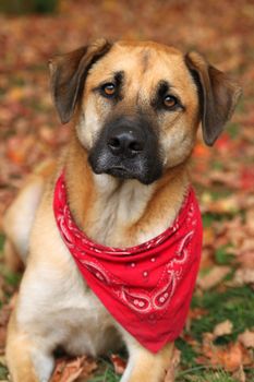 Handsome large mixed Boxer, Retreiver, Sheppard breed dog, sitting on an autumn background of fallen leaves