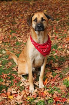 Handsome large mixed Boxer, Retreiver, Sheppard breed dog, wearing a red scarf sitting on an autumn background of fallen leaves